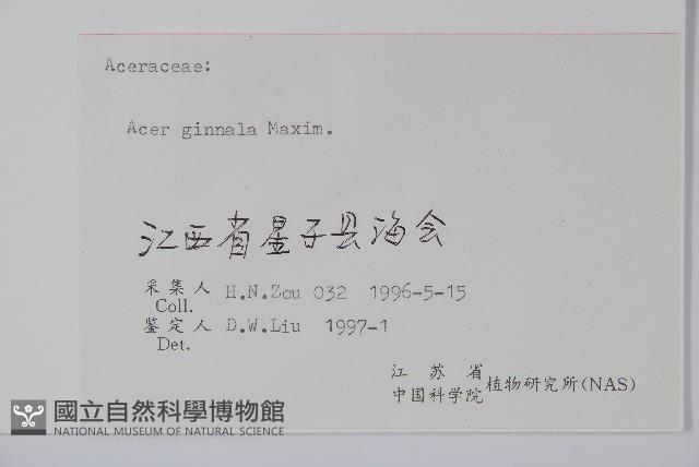 華北茶條槭藏品圖，第2張