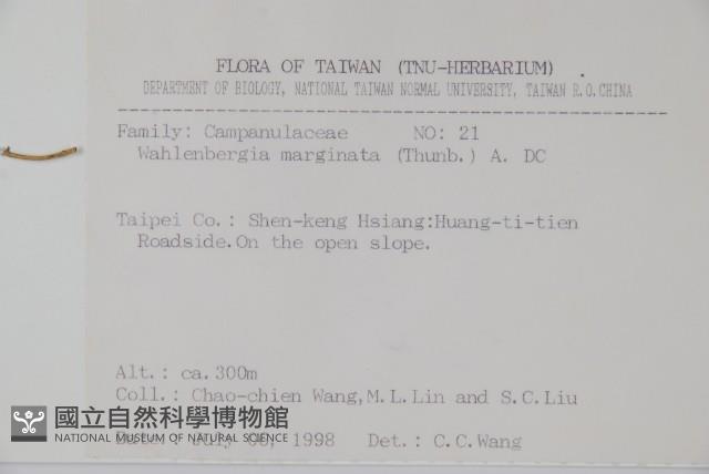 細葉蘭花參藏品圖，第2張