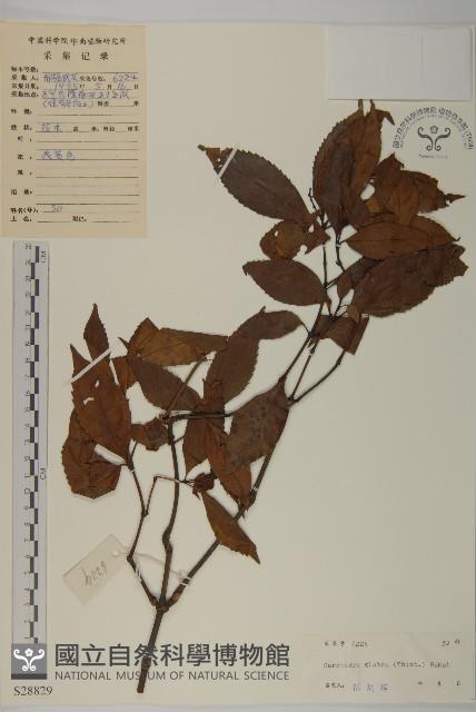 草珊瑚、紅果金粟蘭藏品圖，第1張