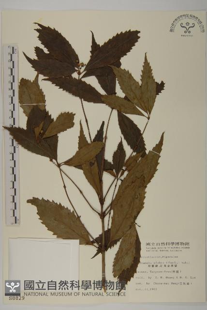 草珊瑚、紅果金粟蘭藏品圖，第1張