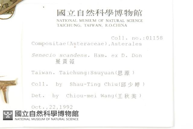 蔓黃菀藏品圖，第2張