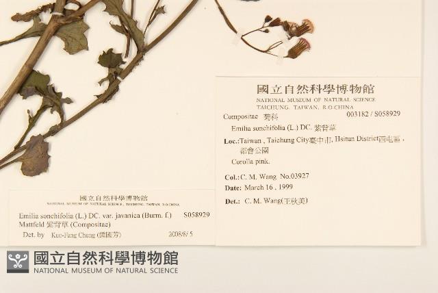 紫背草藏品圖，第2張