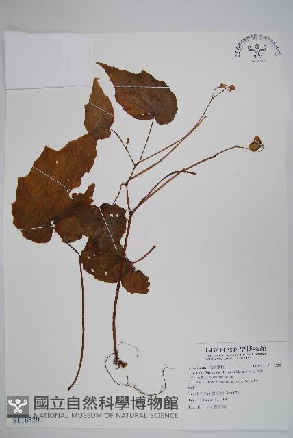 水鴨腳藏品圖，第1張