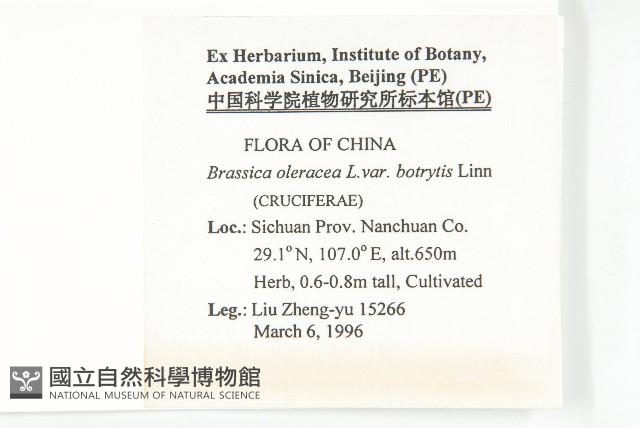 花椰菜、球花甘籃、花菜藏品圖，第2張