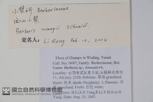 粉葉小檗藏品圖，第2張