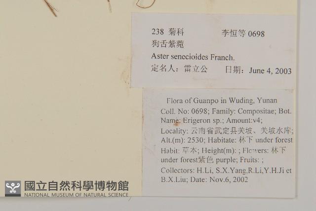 狗舌紫菀藏品圖，第2張