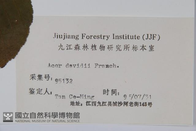 青榨槭藏品圖，第2張