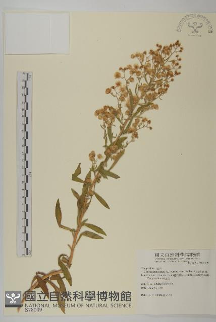 加拿大蓬藏品圖，第1張