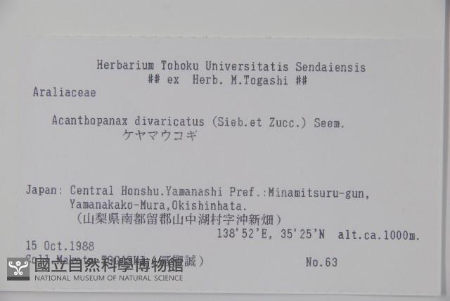 兩歧五加藏品圖，第2張