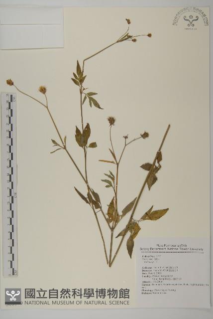 樹杞藏品圖，第1張