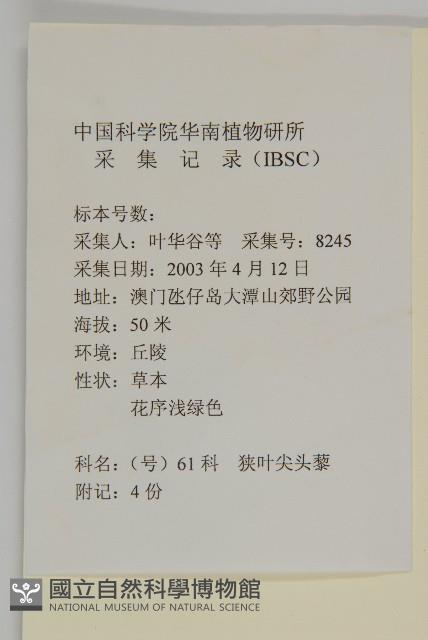 小葉藜藏品圖，第2張