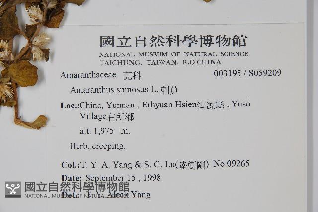 Thorny amaranth Collection Image, Figure 2, Total 2 Figures