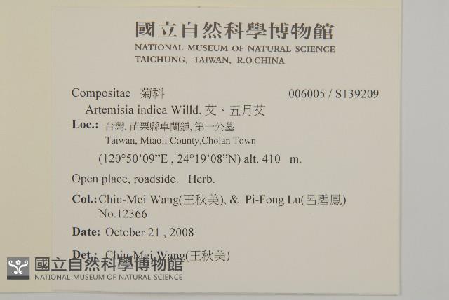 南毛蒿藏品圖，第2張