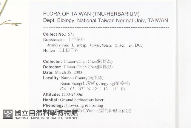 玉山筷子芥藏品圖，第2張