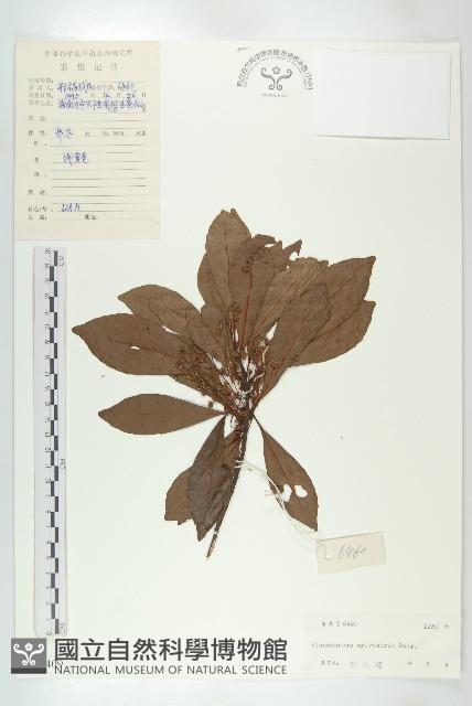 杜英、山杜英、蘭嶼杜英藏品圖，第1張