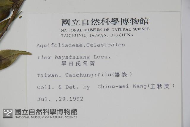 早田氏冬青藏品圖，第2張