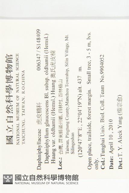 奧氏虎皮楠藏品圖，第2張