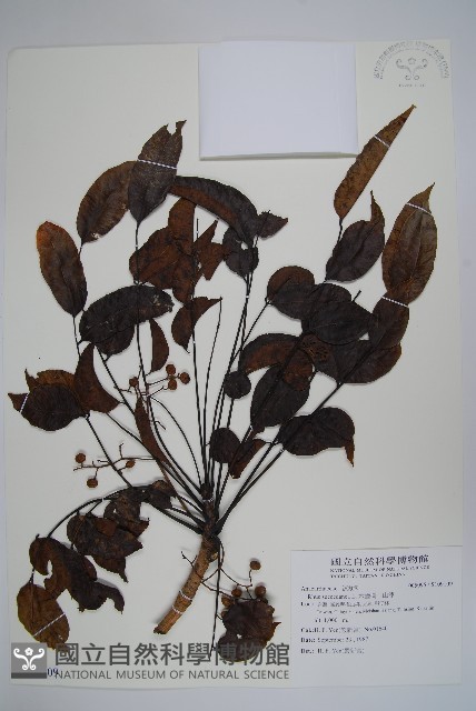 木蠟樹、山漆藏品圖，第1張