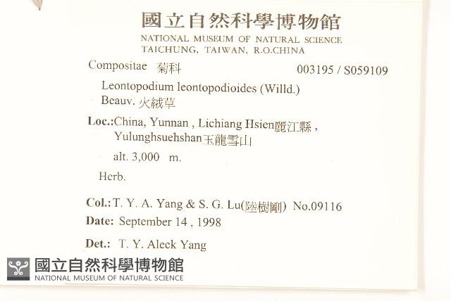 火絨草藏品圖，第2張