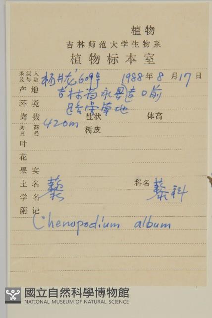 藜、灰藜藏品圖，第2張