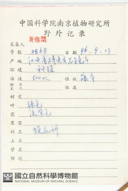 圓葉牽牛藏品圖，第2張