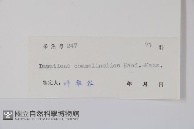 類鴨趾草鳳仙花藏品圖，第2張