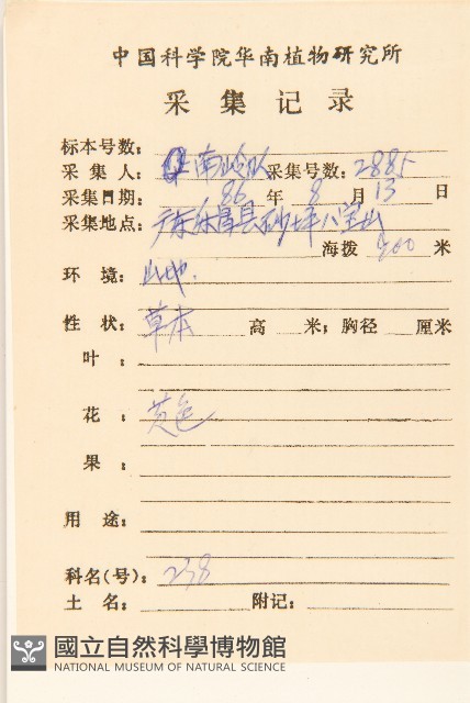 塊根向日葵藏品圖，第2張