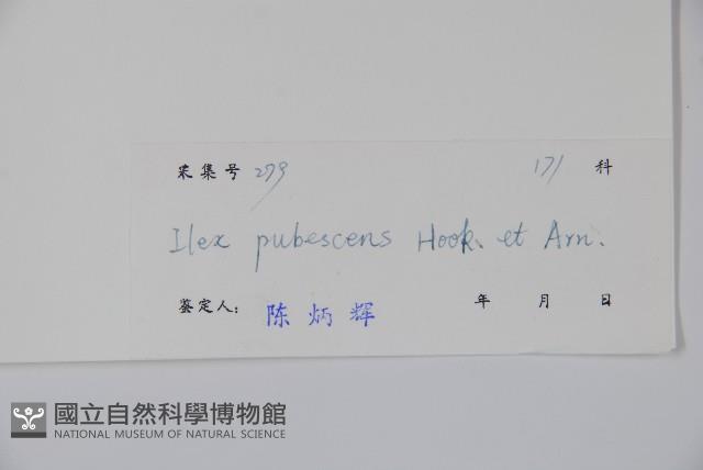 密毛假黃楊藏品圖，第2張