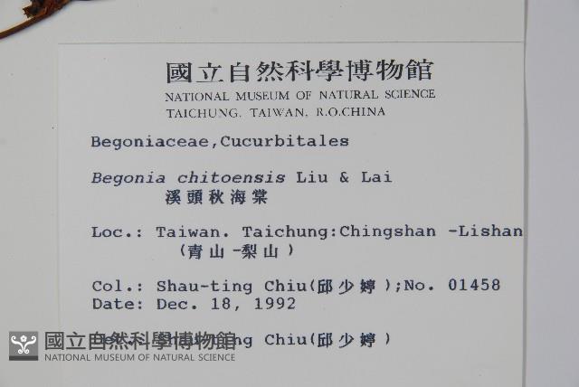 溪頭秋海棠藏品圖，第2張