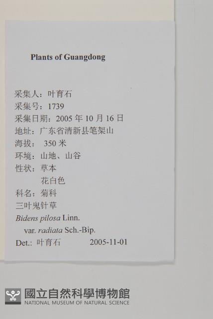 大花咸豐草藏品圖，第2張