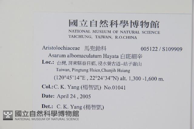 白斑細辛藏品圖，第2張