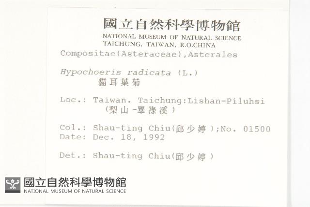 貓兒菊藏品圖，第2張