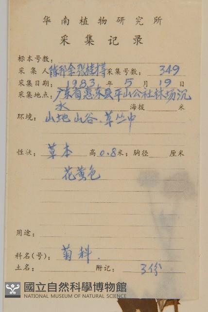 油菊、野菊藏品圖，第2張