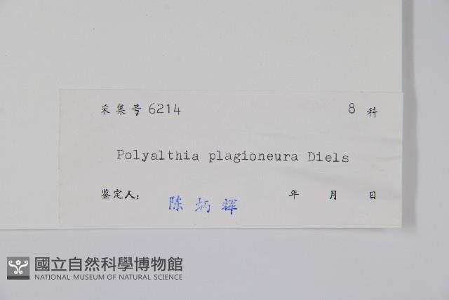 斜脈暗羅藏品圖，第2張