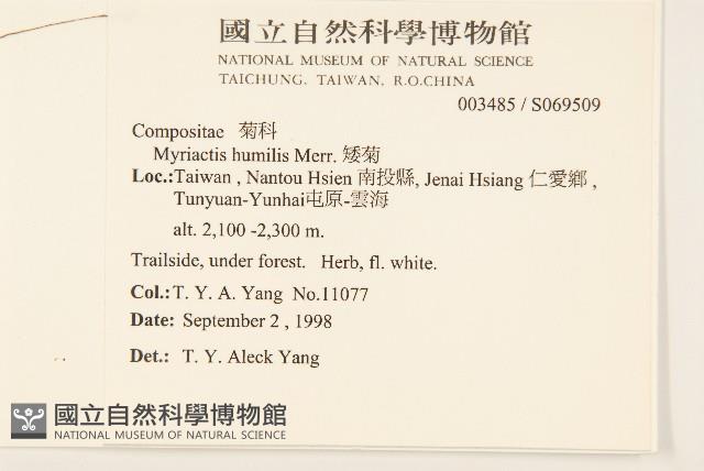 矮菊藏品圖，第2張