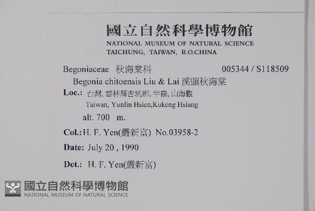 溪頭秋海棠藏品圖，第2張