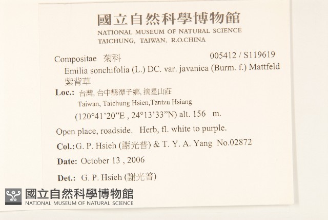 紫背草藏品圖，第2張