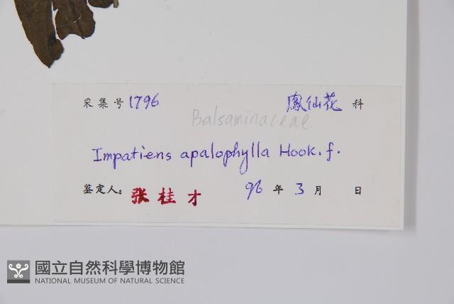 大葉鳳仙花藏品圖，第2張