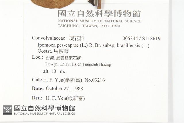 馬鞍藤藏品圖，第2張