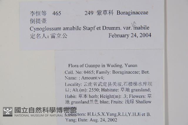 中國勿忘草藏品圖，第2張