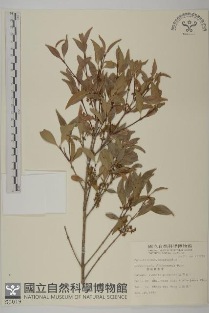 福建賽衛矛、福建假衛矛藏品圖，第1張