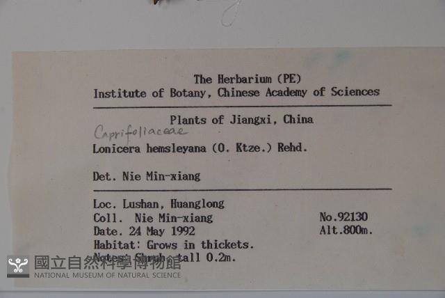 倒卵葉忍冬藏品圖，第2張