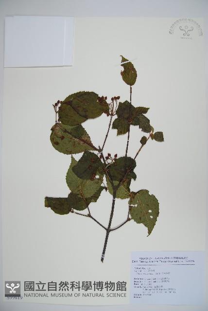 呂宋莢迷藏品圖，第1張