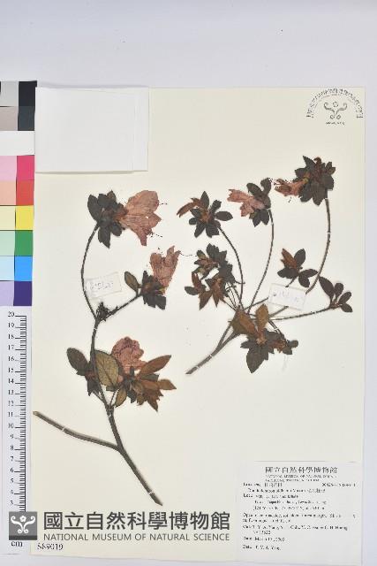 金毛杜鵑藏品圖，第4張