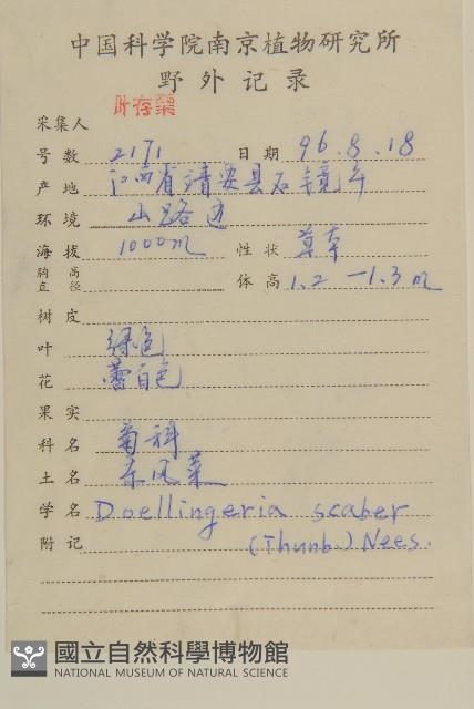 東風菜藏品圖，第2張