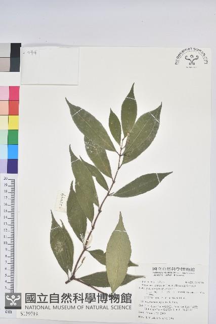 臺灣土沉香藏品圖，第1張