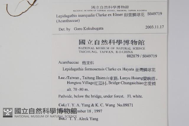 卵葉鱗球花藏品圖，第2張