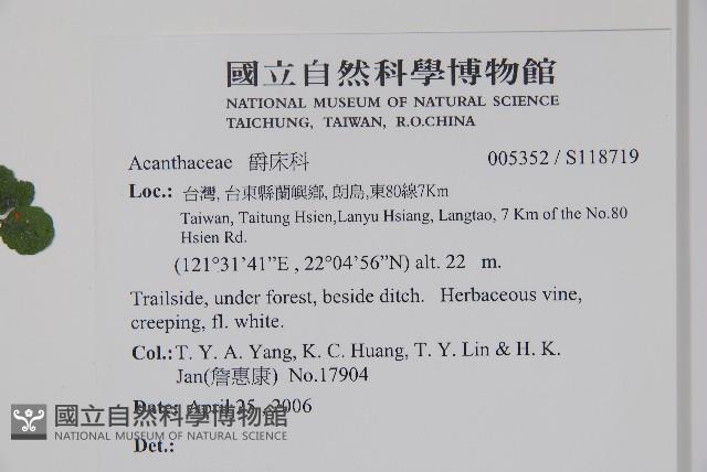 匍匐半插花藏品圖，第2張