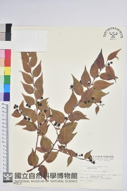 白珠樹藏品圖，第1張