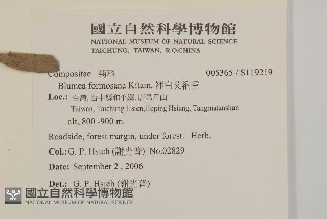 裡白艾納香藏品圖，第2張